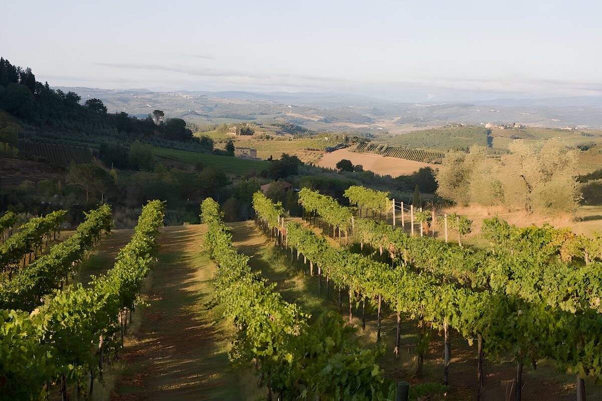 Hillside vineyard in warm sunlight