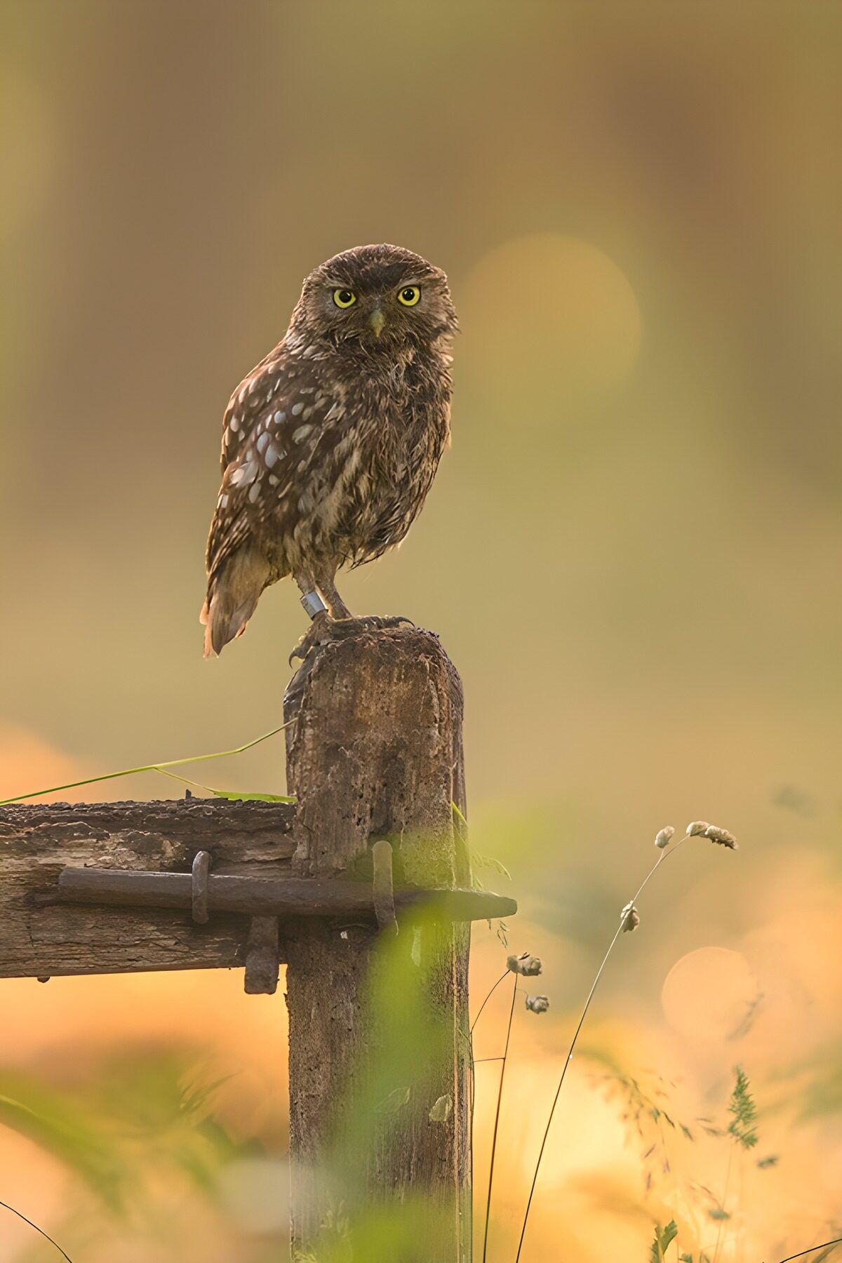 Watchful owl on a weathered fence post