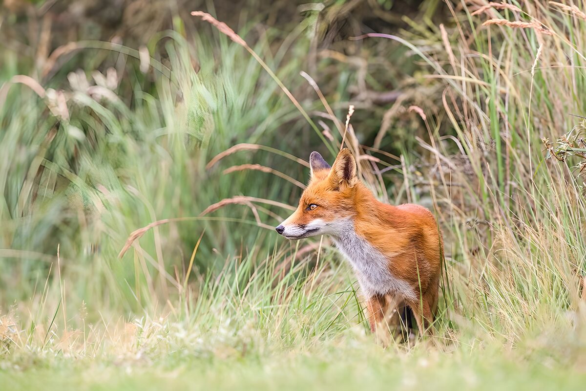 Red fox alert in tall grass