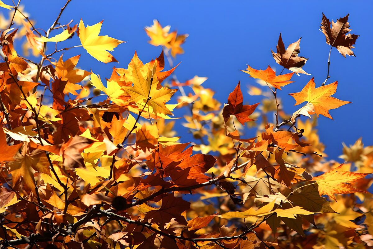 Sunlit autumn leaves against blue sky