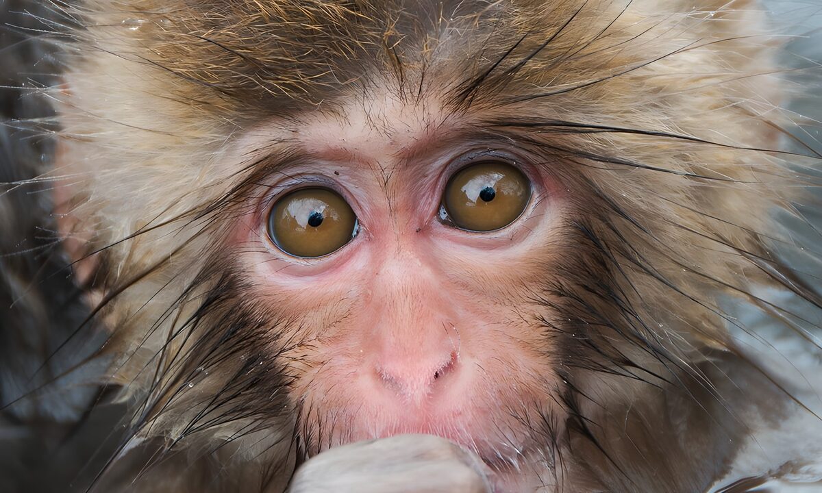 Close-up of a curious macaque