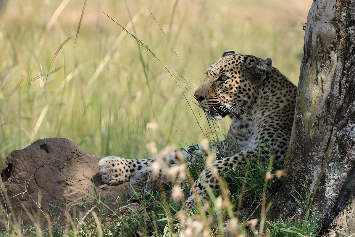 Leopard resting in the shade