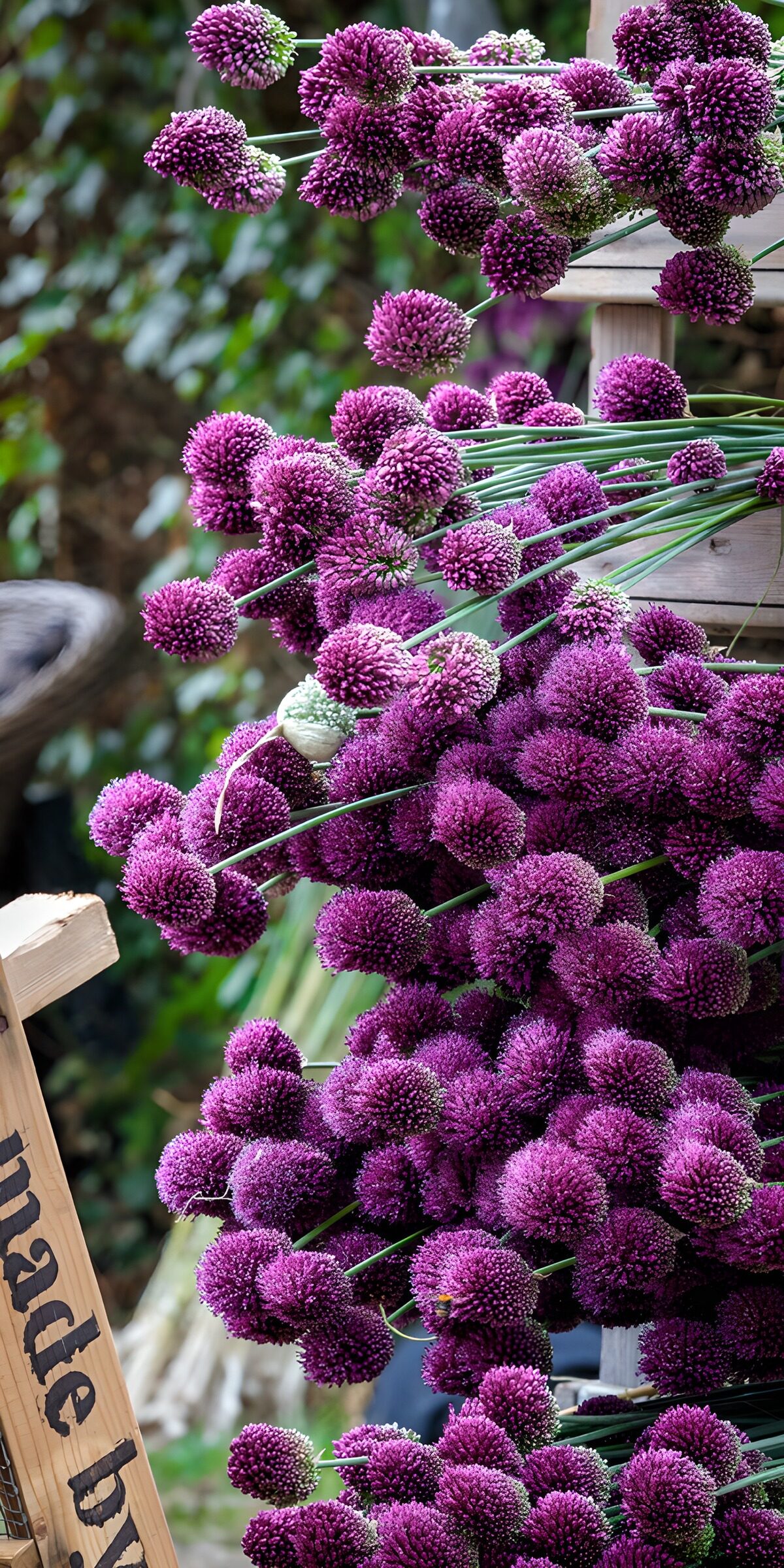 Purple alliums in leafy company