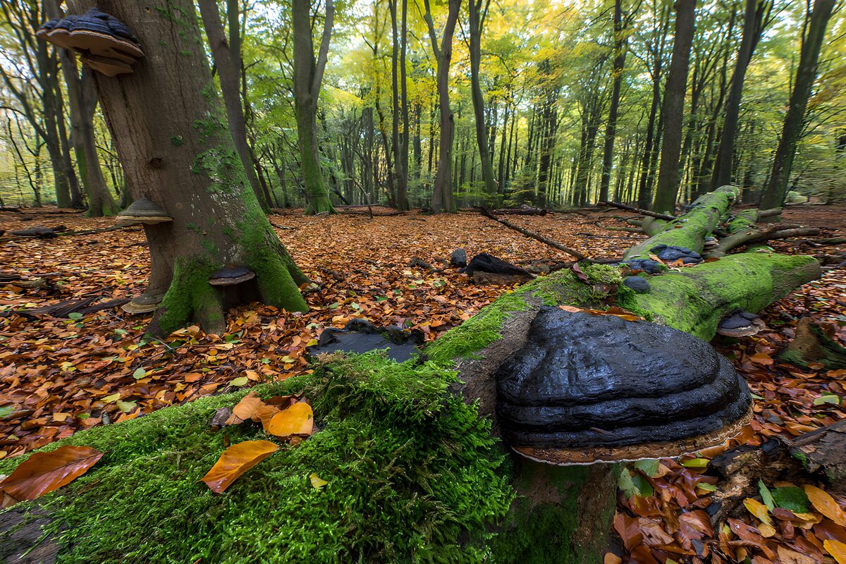 Bracket fungi on an autumn woodland log