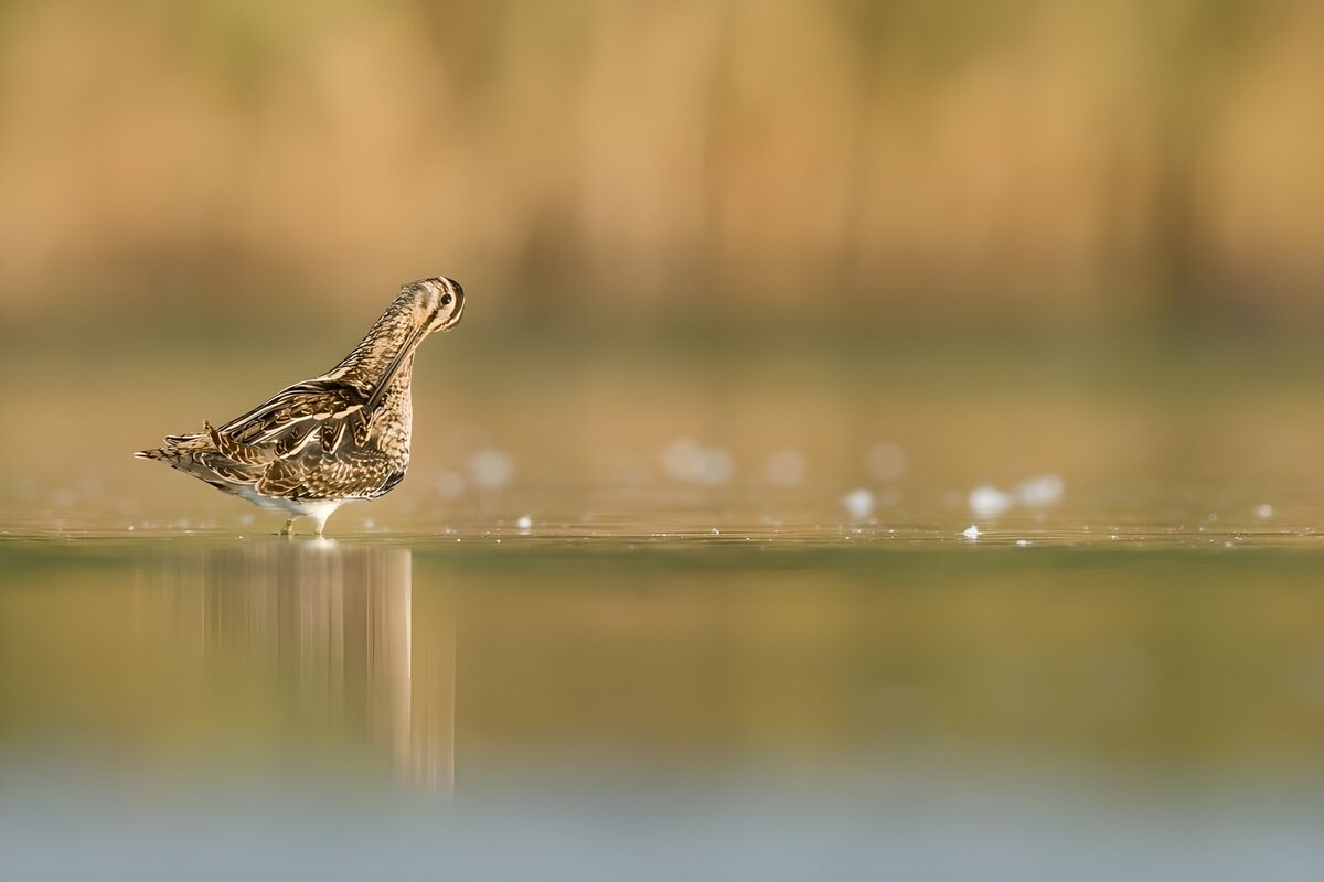 Wader resting in warm-toned water