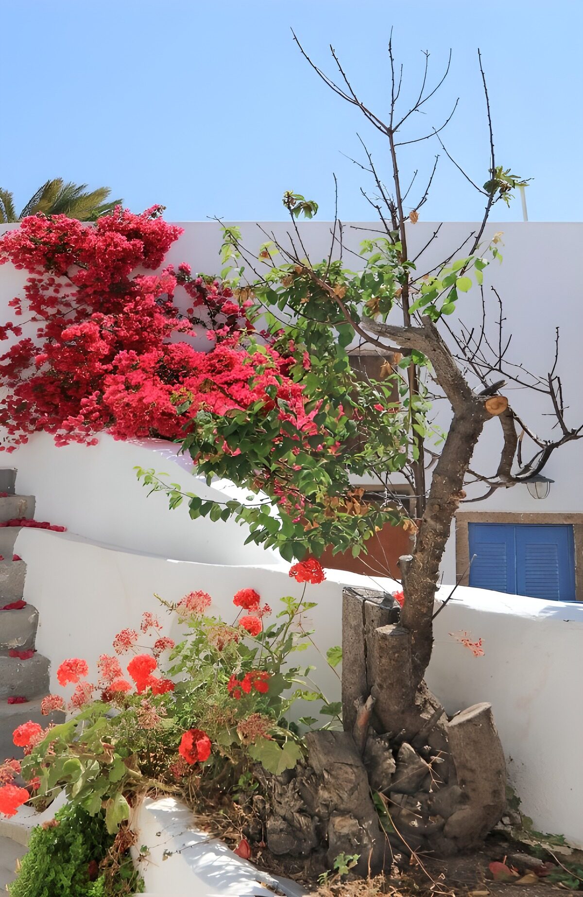 Sunlit courtyard with bougainvillea
