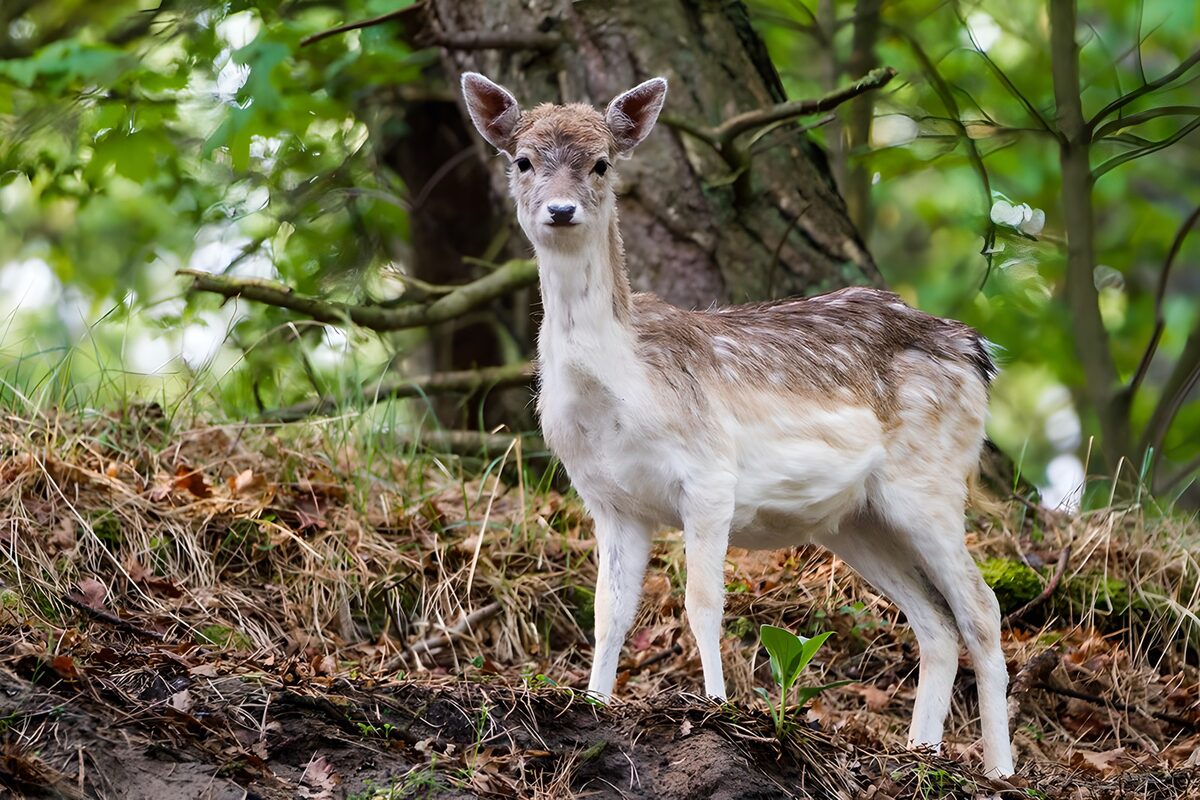 Young deer on a quiet woodland floor