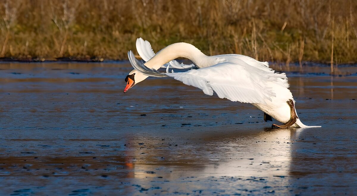 Swan with wings spread on sunlit ice