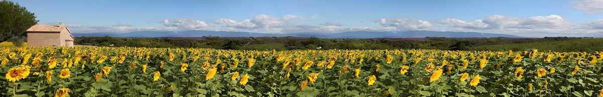 Sunflower field in bright summer sunshine