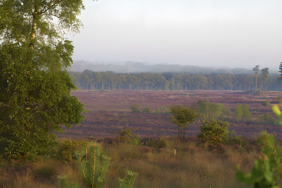 Purple heath and misty woodland