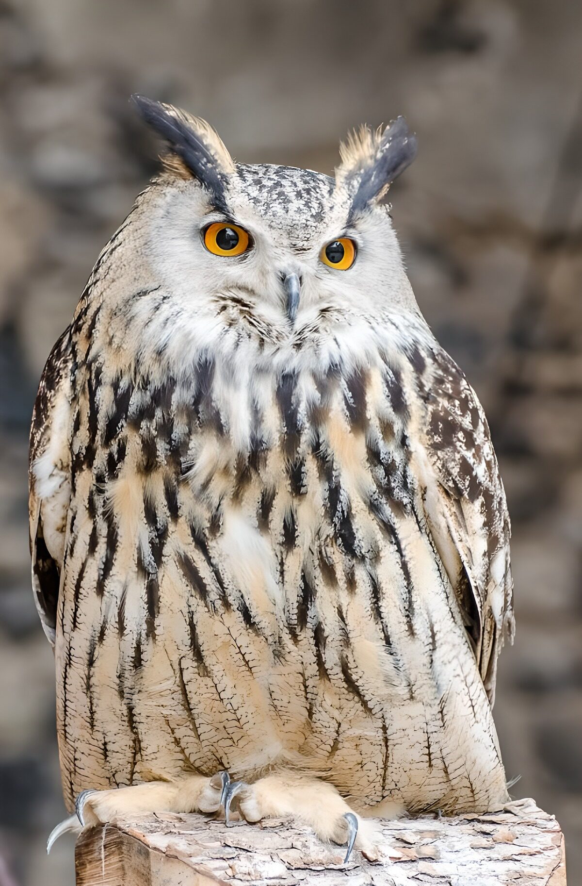 Watchful owl on a tree stump