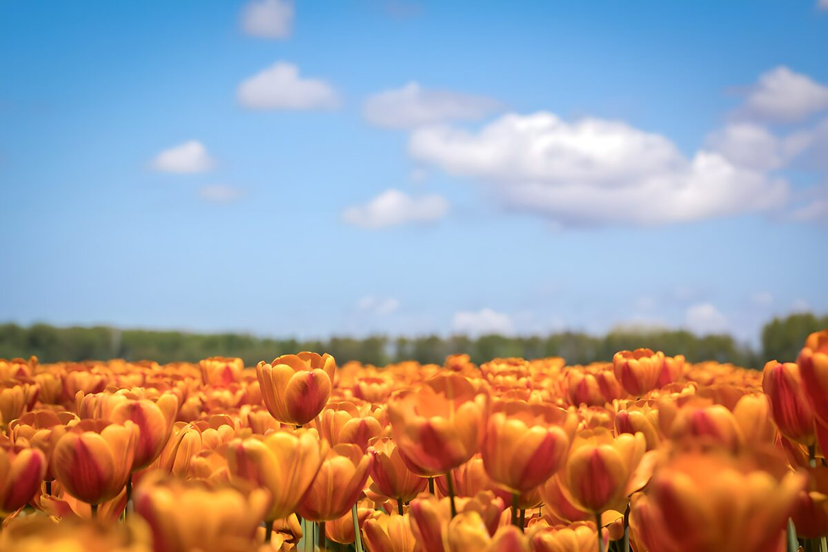 Orange and yellow tulips under blue skies